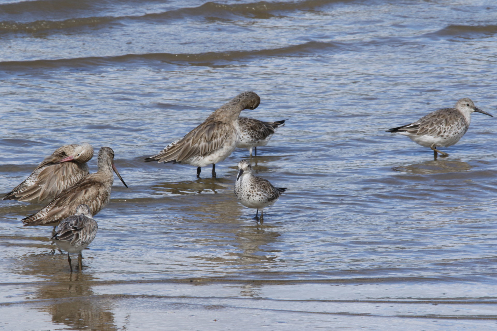 Great Knot