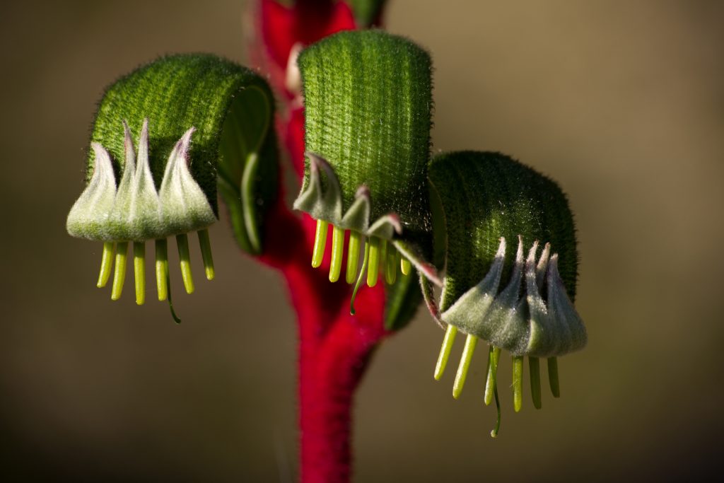 A close-up view of the Kangaroo Paw Flower