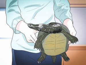 An illustration showing the right way to hold a long neck turtle.