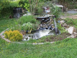 Frog pond in a home garden